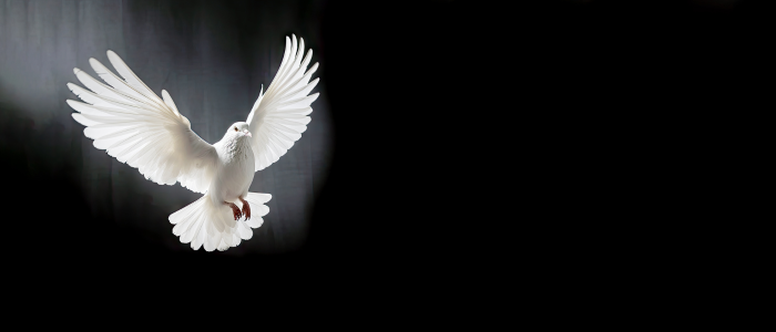 White dove