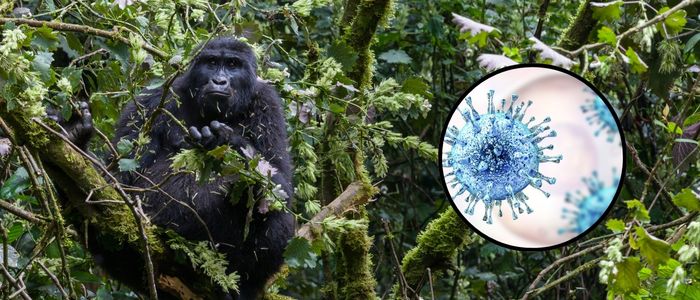 A black ape sat in a tree in the background. Digital render of a virus in a circular frame in the foreground.