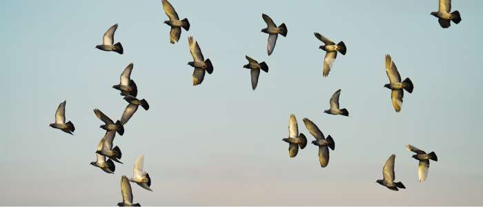 A flock of birds flying in the sky against a light blue background.
