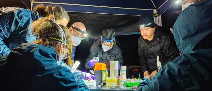 An image of six members of the Streicker Group conducted research in the field at night. They are huddled together around a table and under a canopy, with the dark night lit by artificial light.