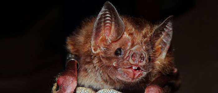 vampire bat