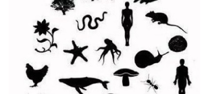 Decolonising Disciplines: Beyond Anthropocentrism