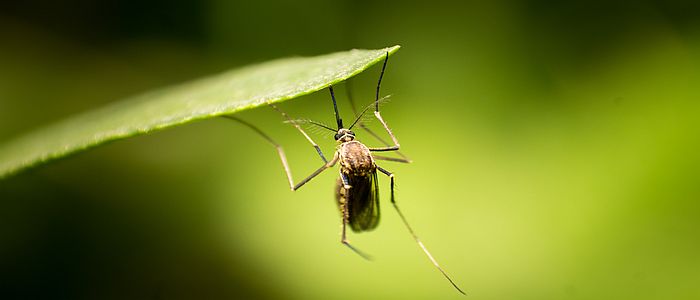 mosquito surveillance