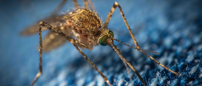 Mosquito in high detail on blue fabric.